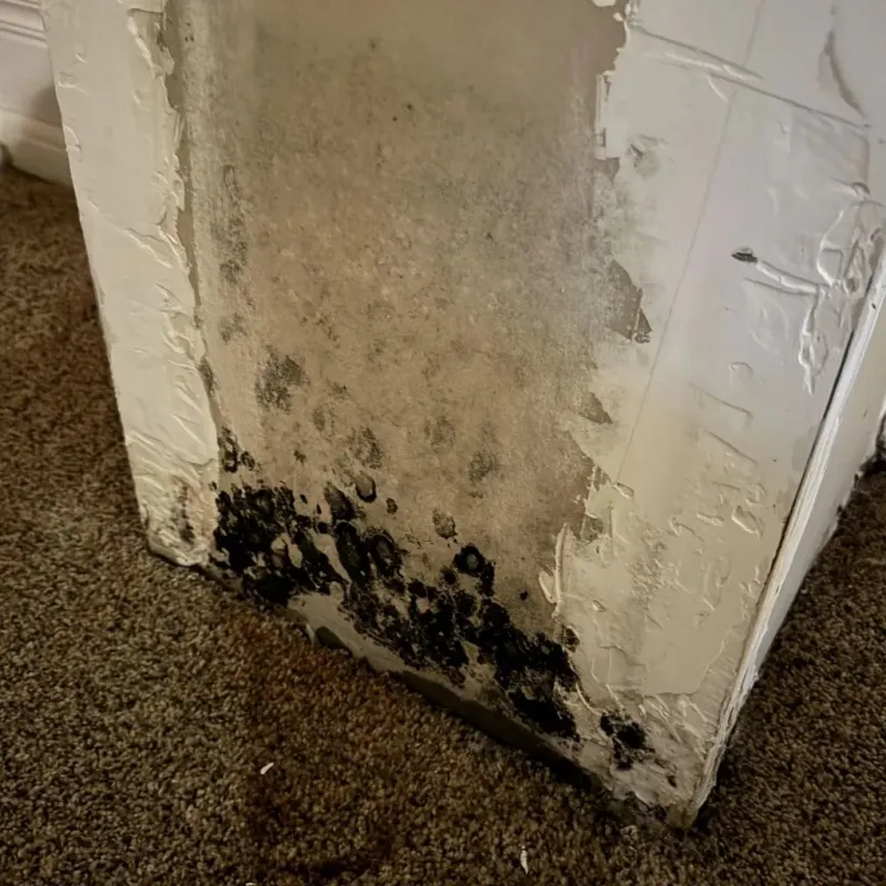 Professional Mold Removal in Robbins, IL
